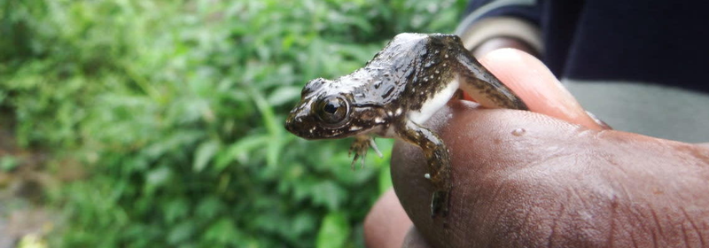 A Goliath froglet soon after leaving its pool nursery.